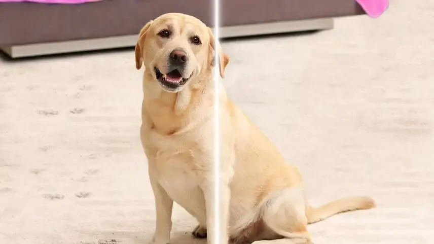 Wie man getrocknete Hundepisse aus dem Teppich entfernt