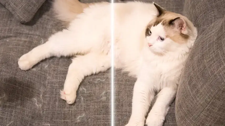 So reinigen Sie getrockneten Katzenurin vom Teppich